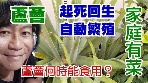 蘆薈種植|【家庭有菜】蘆薈的種植、繁殖與何時可以食用